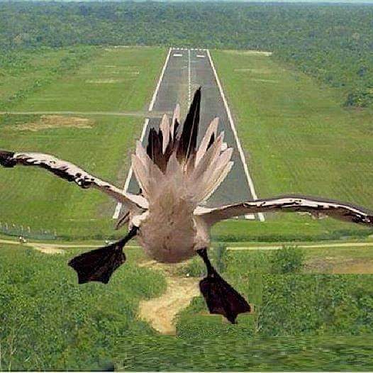A bird flaring for landing on a runway, gear down